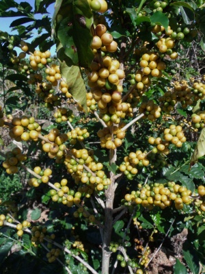 Je káva Brazil Yellow Bourbon žlutá?